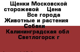 Щенки Московской сторожевой  › Цена ­ 25 000 - Все города Животные и растения » Собаки   . Калининградская обл.,Светлогорск г.